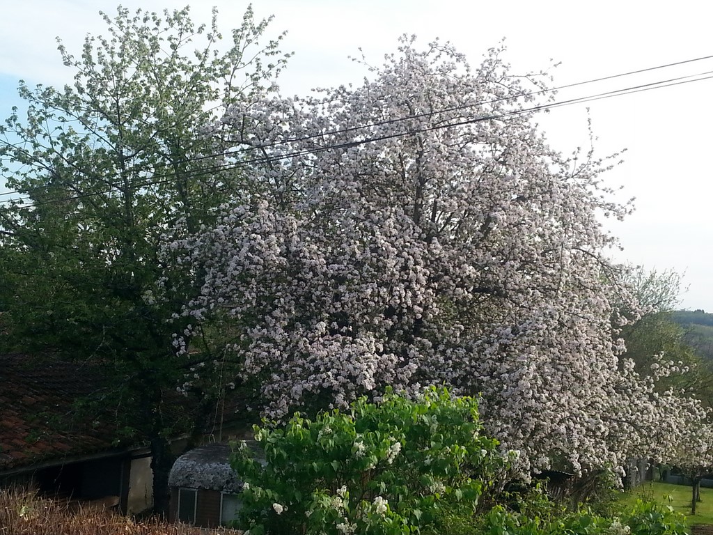 pommier