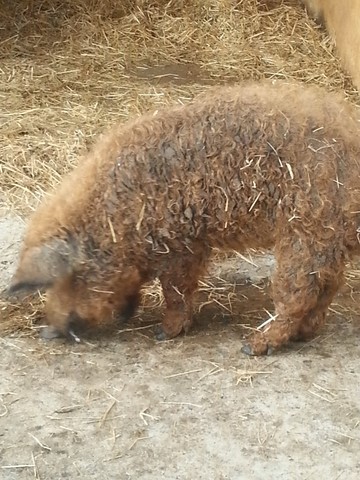 cochon Gramat